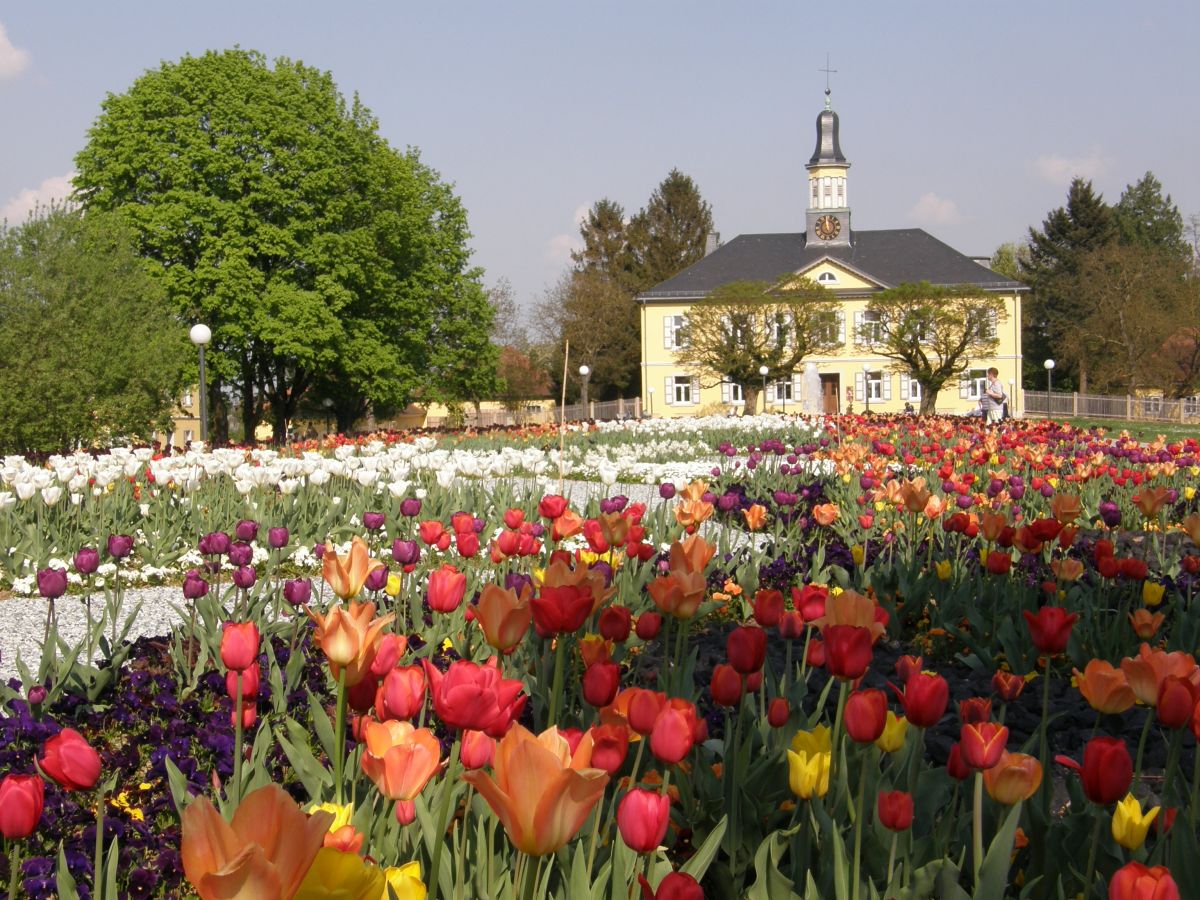 Blütemmeer in Bad Rappenau. Foto: Bad Rappenau